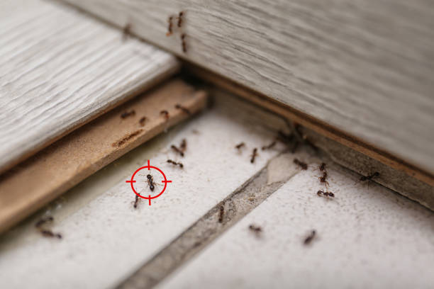 Best Emergency Pest Control  in Halsey, OR