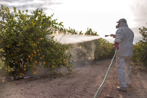 Best Wasp Removal Services  in Halsey, OR