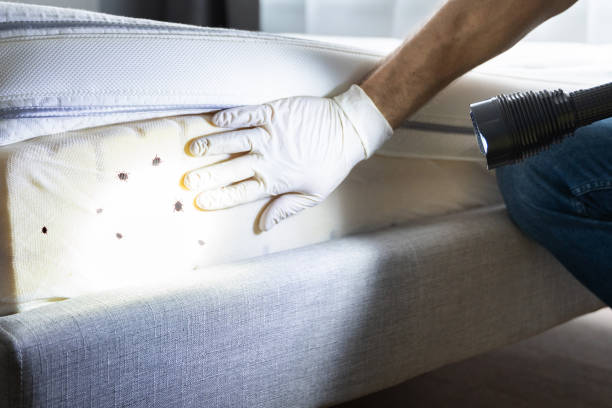 Best Bed Bug Extermination  in Halsey, OR