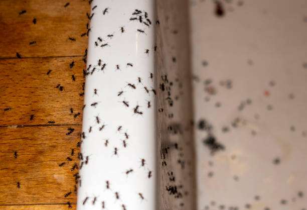 Best Affordable Pest Control Services  in Halsey, OR