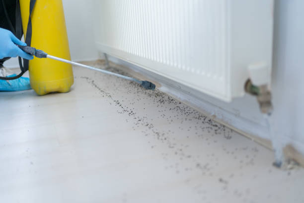 Best Emergency Pest Control  in Halsey, OR